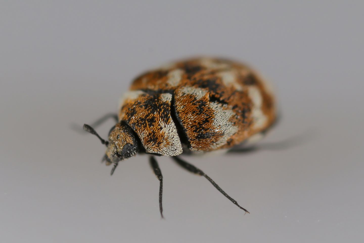 Dermestidae - Anthrenus (Nathrenus) verbasci